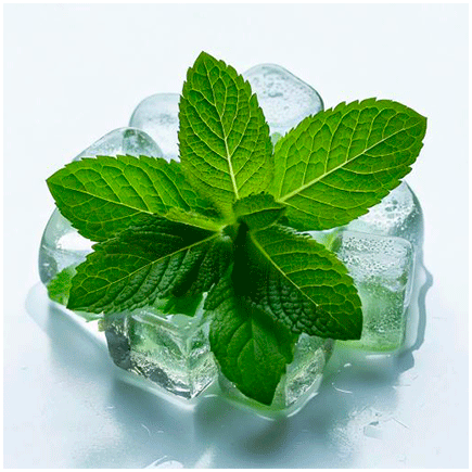 Menthol Natural flavour